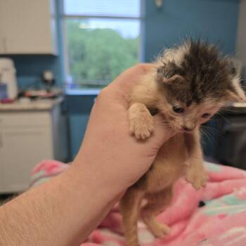 Sassafras (smkit_2) -  Domestic Short Hair Cat for Adoption in Edwardsville, Illinois - Sassafras (smkit_2) | PetCurious