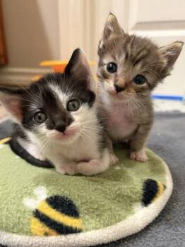 Wilma -  Domestic Short Hair Cat for Adoption in Bellevue, Washington - Wilma | PetCurious