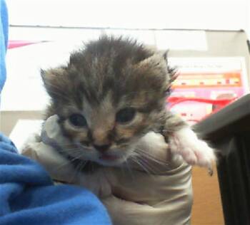 Rescue Domestic Short Hair Cats for Adoption in Dallas, Texas - LEXI | PetCurious