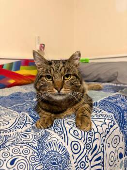 Domestic Short Hair Cats Available for Adoption in New York, New York - Georgie | PetCurious