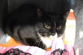 HOLLEY SHIFTWELL -  Domestic Short Hair Cat for Adoption in Colorado Springs, Colorado - HOLLEY SHIFTWELL | PetCurious