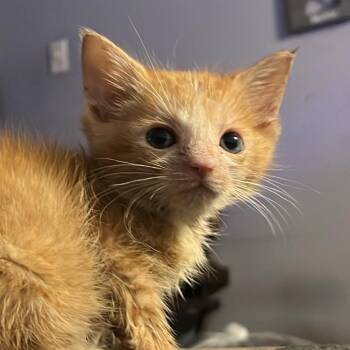 Domestic Short Hair Cats Available for Adoption in San Antonio, Texas - Pigpen | PetCurious