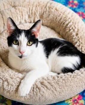 KITTEN PETEY -  Domestic Short Hair Cat for Adoption in Franklin, Tennessee - KITTEN PETEY | PetCurious