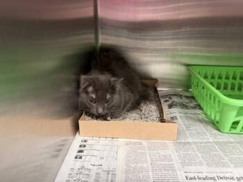 Domestic Short Hair Cats Available for Adoption - Powder | PetCurious