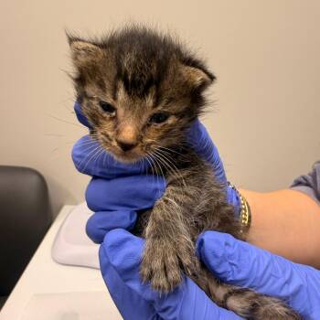 Popcorn -  Domestic Short Hair Cat for Adoption in Chattanooga, Tennessee - Popcorn | PetCurious
