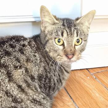 Domestic Short Hair Cats Available for Adoption - Miso | PetCurious