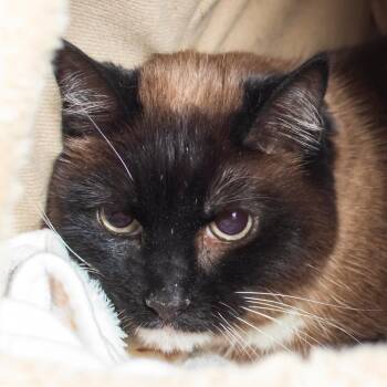 Snowshoe Cats Available for Adoption in Middletown, Rhode Island - Vivienne | PetCurious