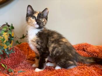 Lillian -  Calico Cat for Adoption in Taylor, Michigan - Lillian | PetCurious