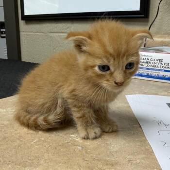 Kylo -  Domestic Short Hair Cat for Adoption in Madisonville, Kentucky - Kylo | PetCurious