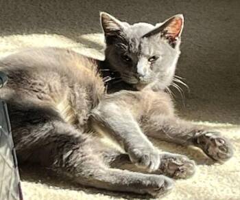 Rescue Russian Blue and Domestic Short Hair Cats for Adoption in Paris, Kentucky - Bloo | PetCurious
