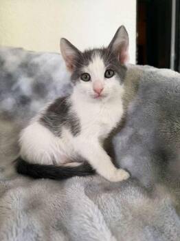 Tempest -  Domestic Short Hair Cat for Adoption in Sunrise, Florida - Tempest | PetCurious