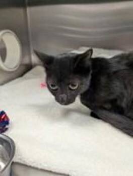 Rescue Domestic Short Hair Cats for Adoption in Charleston, South Carolina - Chanel | PetCurious