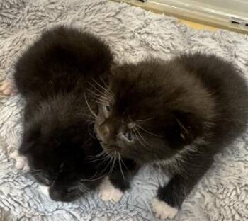 Yin -  Domestic Short Hair Cat for Adoption in West Chester, Pennsylvania - Yin | PetCurious