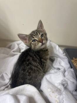 Pheobe -  Domestic Short Hair Cat for Adoption in Orlando, Florida - Pheobe | PetCurious