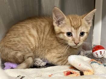 Domestic Short Hair Cats Available for Adoption in Tustin, California - WAFFLES | PetCurious