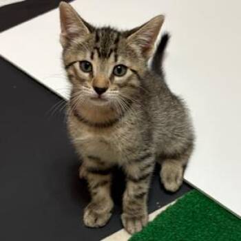 Domestic Short Hair Cats Available for Adoption in Folsom, Louisiana - Maverick | PetCurious