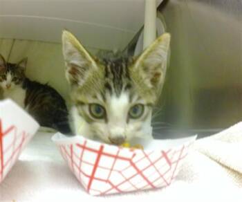 FERN -  Domestic Short Hair Cat for Adoption in Omaha, Nebraska - FERN | PetCurious