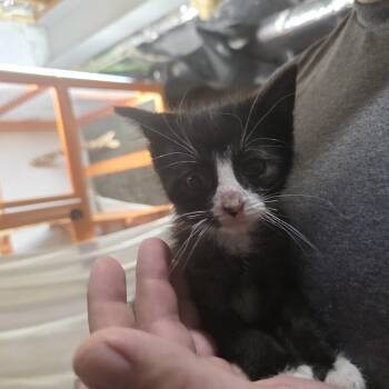 Starling -  Domestic Short Hair Cat for Adoption in Mastic, New York - Starling | PetCurious