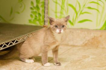 Darjeeling -  Siamese Cat for Adoption in Hot Springs, Arkansas - Darjeeling | PetCurious