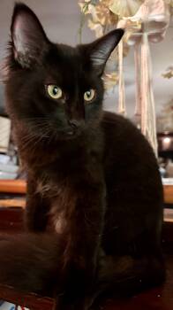 Sebastian -  Domestic Medium Hair Cat for Adoption in Fayetteville, North Carolina - Sebastian | PetCurious