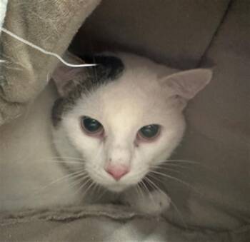 OYSTER -  Domestic Short Hair Cat for Adoption in Peoria, Illinois - OYSTER | PetCurious