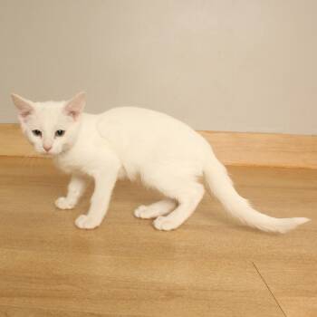 Target C70726 -  Domestic Short Hair Cat for Adoption in Minnetonka, Minnesota - Target C70726 | PetCurious