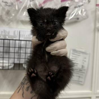 Zelda -  Domestic Short Hair Cat for Adoption in Phoenix, Arizona - Zelda | PetCurious