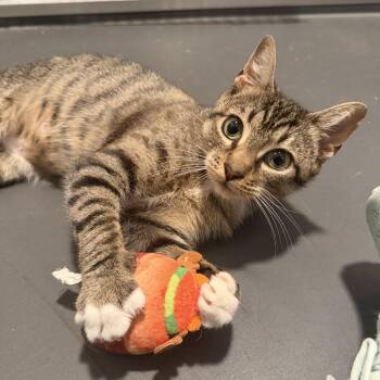 Polliwog (BC) -  Domestic Short Hair Cat for Adoption in Powdersville, South Carolina - Polliwog (BC) | PetCurious
