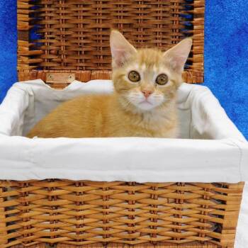 Savanah -  Domestic Short Hair Cat for Adoption in Canton, Illinois - Savanah | PetCurious