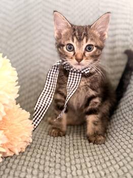 Duke- Transport -  Domestic Short Hair Cat for Adoption in Gradyville, Kentucky - Duke- Transport | PetCurious