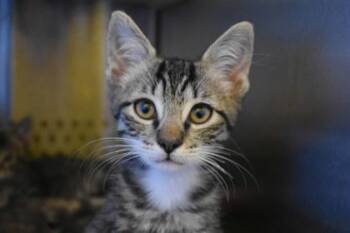 Halcyon -  Domestic Short Hair Cat for Adoption in Kansas City, Missouri - Halcyon | PetCurious