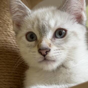 Jerry (Ice Cream Litter) -  Domestic Short Hair and Siamese Cat for Adoption in Baltimore, Maryland - Jerry (Ice Cream Litter) | PetCurious