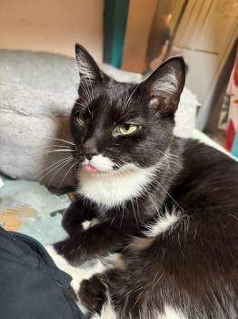 Rescue Domestic Short Hair Cats for Adoption in Pittsburgh, Pennsylvania - Tubby | PetCurious