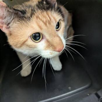 Tempest -  Domestic Short Hair Cat for Adoption in Lynchburg, Virginia - Tempest | PetCurious