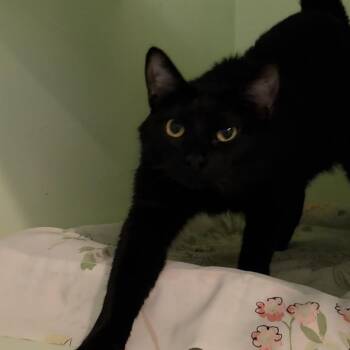 Stitch (FELV) -  Domestic Short Hair Cat for Adoption in Charleston, South Carolina - Stitch (FELV) | PetCurious