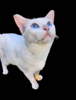 Rescue Domestic Short Hair Cats for Adoption in Silver Springs, Florida - Opal | PetCurious