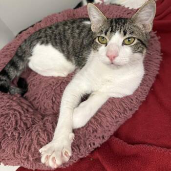 Woody -  Domestic Short Hair Cat for Adoption in Beaumont, Texas - Woody | PetCurious