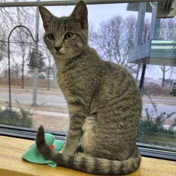 Domestic Short Hair Cats Available for Adoption - Wisp | PetCurious