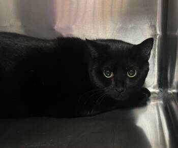 Rescue Domestic Short Hair Cats for Adoption in Raleigh, North Carolina - Astrid | PetCurious