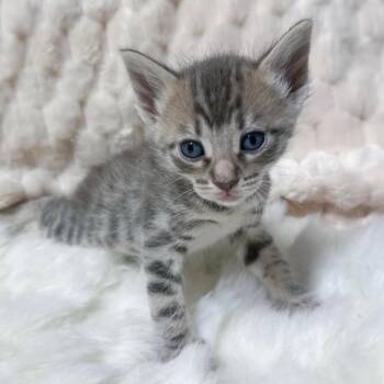 Tripp -  Domestic Short Hair Cat for Adoption in Long Beach, California - Tripp | PetCurious