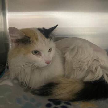 Domestic Medium Hair Cats Available for Adoption in Las Vegas, Nevada - Anastasia | PetCurious