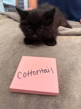 Cottontail -  Domestic Short Hair Cat for Adoption in Vancouver, Washington - Cottontail | PetCurious