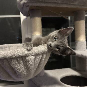 Rescue Domestic Short Hair Cats for Adoption in South Lyon, Michigan - Dom (purr-fect Family Kitty!) | PetCurious