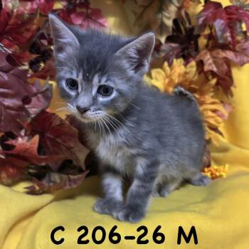 Foster Grayson -  Domestic Short Hair Cat for Adoption in Batavia, New York - Foster Grayson | PetCurious