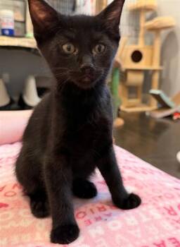 ARIEL -  Domestic Short Hair Cat for Adoption in Sacramento, California - ARIEL | PetCurious