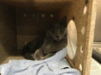 Domestic Short Hair Cats Available for Adoption in Thousand Palms, California - A1892125 | PetCurious