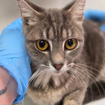Jessi Glaser -  Domestic Short Hair Cat for Adoption in Charleston, West Virginia - Jessi Glaser | PetCurious