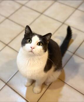 Rescue Domestic Short Hair Cats for Adoption in Newark, New Jersey - Jonah | PetCurious