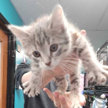 Domestic Short Hair Cats Available for Adoption in Davenport, Iowa - Sona | PetCurious