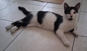 Prince - PSA -  Domestic Short Hair Cat for Adoption in Oakland Park, Florida - Prince - PSA | PetCurious